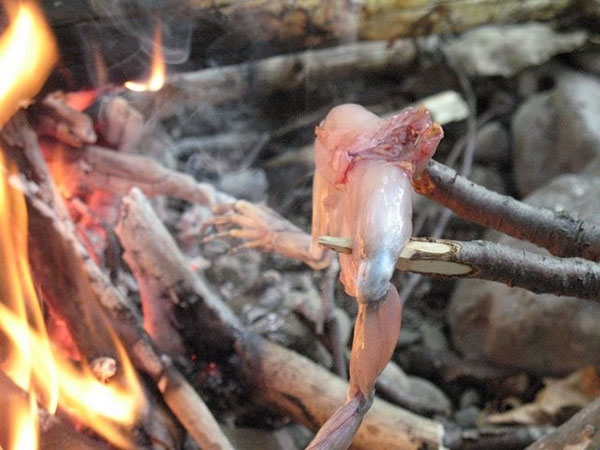 frog cooking over a camp fire on a stick