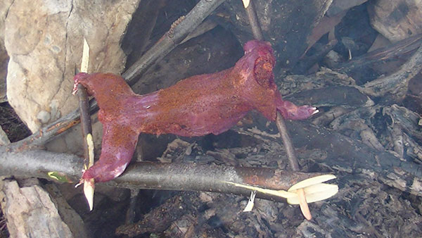 skinned squirrel cooking over an open fire