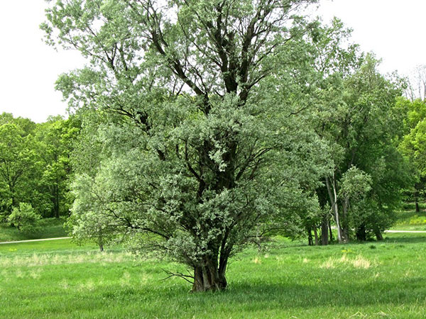 Cottonwood